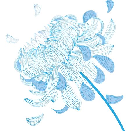 Blue chrysanthemum flower. Isolaed on white. Vectorのイラスト素材