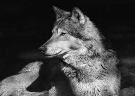 Portrait of a lying steppe wolf, close-up, on an isolated black backgroundの写真素材