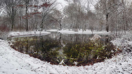 Beautiful snow lake with green water plant in a park on winter. Ansbach, Germanyの写真素材