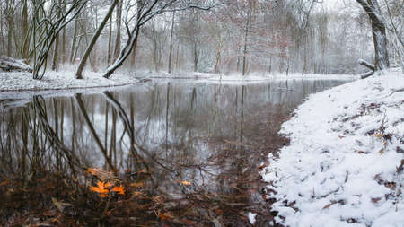 Yellow foliage into water of the lake in a park on winter. Ansbach, Germanyの写真素材