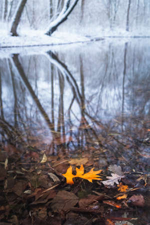 January 2019. Yellow leaf into the lake in a park on winter. Ansbach, Germanyの写真素材