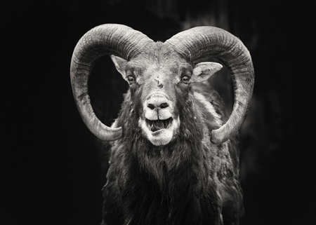 Portrait of cheerful goat clouse-up, on an isolated black backgroundの写真素材