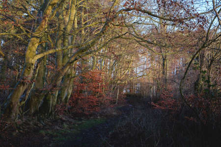 A path in the Scottish forest, on the trees a dried up bright foliage, Glasgow, United Kingdom