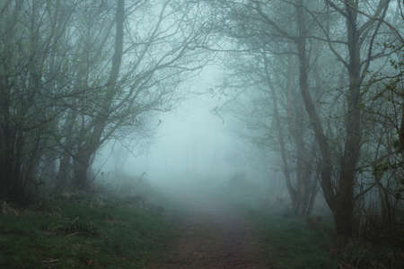 Path in the forest on a foggy morning. West Lothian, Scotlandの写真素材