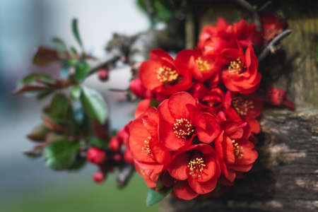 Chaenomeles japonica flowers in the foreground growing on a wood fence. Chaenomeles japonica. Lindl. ex. Spachの写真素材