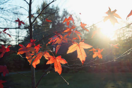 Red maple leaves in autumn in London parkの写真素材