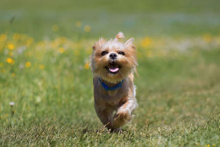 Yorkshire terrier is running against the camera at the blossoming meadowの写真素材