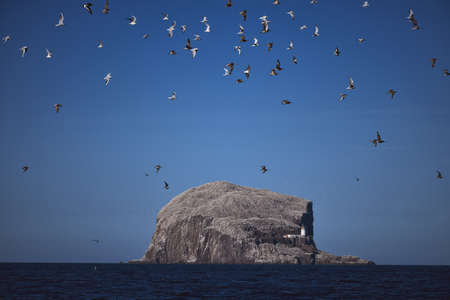 A flock of birds flying over the sea against the backdrop of the huge rock of the island. North Sea. Bass Rock, Scotland, United Kingdomの写真素材