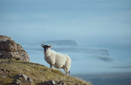 A lone sheep stands on a high mountain against the backdrop of a sea covered with clouds. Isle of...