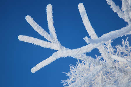 Close-up frosty branches of the winter trees against the blue sky. Winter backgroundの写真素材