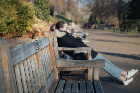 Little bird is sitting on the wooden bench in the park. Small Robin bird. Redbreast. People are resting in the background blurred background. Princes Street Gardens, Edinburghの写真素材