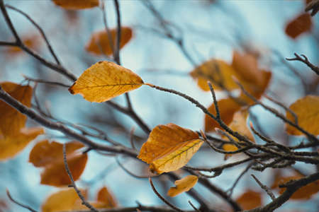 Branch of autumn leaves on a blue background os skyの写真素材