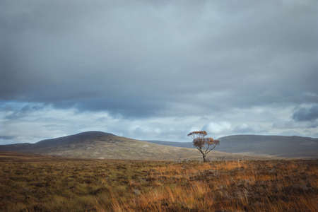 Autumn Scottish landscape with a lonely tree in the valley on the background of mountains....