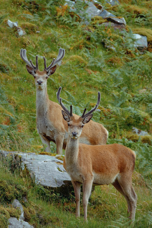 A pair of young Scottish red deer (Cervus elaphus scoticus) standing on a mountainside. North West Sutherland, Scotlandの写真素材