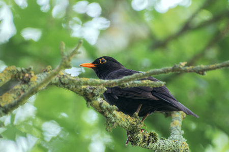 Blackbird sitting in tree, leaves around it. West Lothian, Scotlandの写真素材
