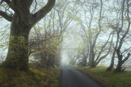An empty road through trees in a strong morning fog. An alley in Beecraigs Country Park, Scotland. High quality photoの写真素材