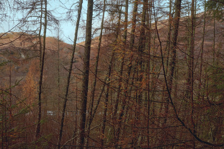Autumn forest in the mountains. Beautiful landscape with trees and hills. Scottish Highlandsの写真素材