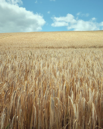 Gold wheat field and blue sky. Crops field. Scotlandの写真素材