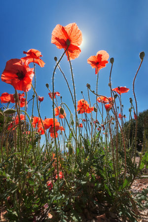Red poppies close-up against a background of blue sky and sun rays. Sardinia, Italyの写真素材