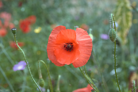 Colorful flowering herb meadow with red poppyの写真素材