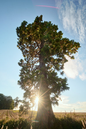 Sun shining through a large Western Red Cedar tree in the Falkirk area, Scotlandの写真素材