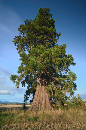 A large Western Red Cedar tree on a sunny day in the Falkirk area, Scotlandの写真素材