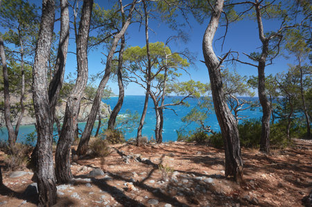 The image captures a breathtaking view of pine trees forest on the rocky coastline overlooking a...