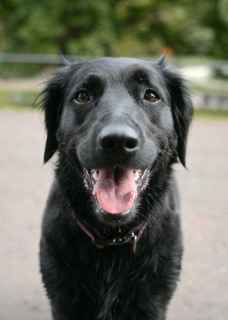 Close-up portrait of a happy, smiling black dog (likely a Labrador or Retriever mix) with its tongue out. A friendly pet photo with shallow depth of field, suitable for animal and family concepts.の写真素材