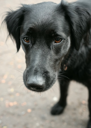 Close-up portrait of a black dog with expressive, sad eyes. The pet stands outdoors on a blurred background, creating an emotional and touching image.の写真素材