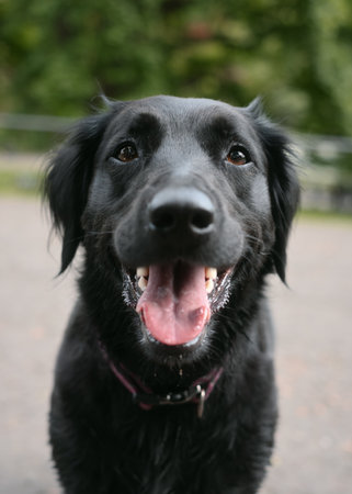 Close-up portrait of a happy black dog with its mouth open and tongue out. Friendly domestic pet standing outdoors on a blurred background.の写真素材