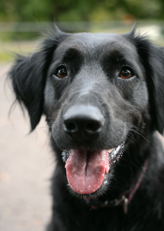 Close-up portrait of a happy black dog with its mouth open and tongue out. Friendly domestic pet standing outdoors on a blurred background.の写真素材