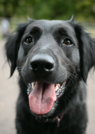 Close-up portrait of a happy, smiling black dog (likely a Labrador or Retriever mix) with its tongue out. A friendly pet photo with shallow depth of field, suitable for animal and family concepts.の写真素材