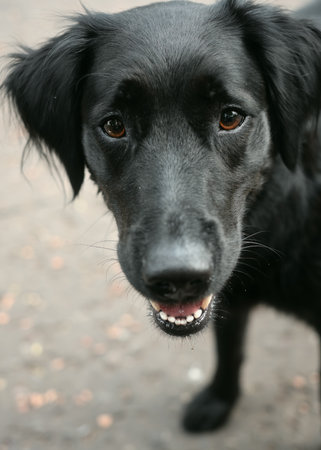 Close-up portrait of a black dog with expressive, sad eyes. The pet stands outdoors on a blurred background, creating an emotional and touching image.の写真素材