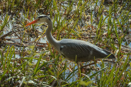 Grey heron standing among reeds and shallow water in a wetland area. Wildlife photography showing the elegance of this large bird with orange beak and grey feathers in natural daylight.の写真素材
