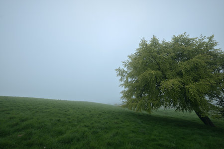 A solitary tree stands in a foggy meadow during early morning. Mist covers the landscape, creating a calm and mysterious atmosphere. Peaceful nature scene. West Lothian, Scotlandの写真素材