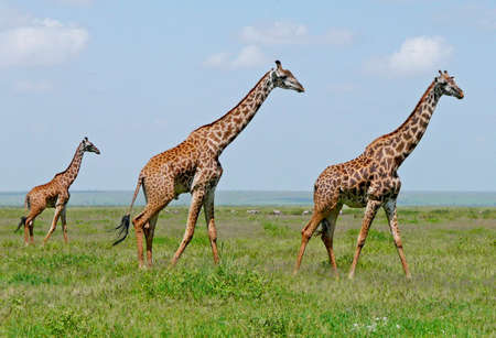 Three giraffes walking on african green savannahの写真素材