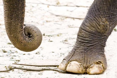 Focus on the elephant foot and trunkの写真素材