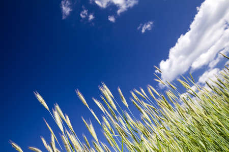 View of the clumps of rye from the bottomの写真素材