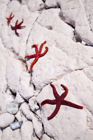 Four red starfish lying on the stone coastの写真素材