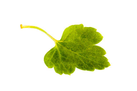 Closeup on red currant's leaf isolated on white backgroundの写真素材