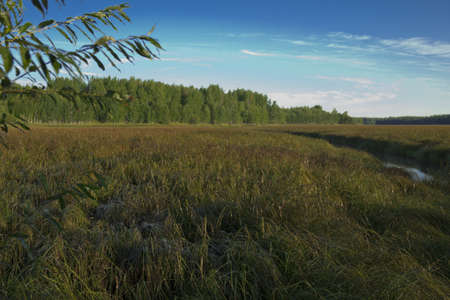 Forest River