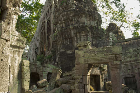 The temple of Ta Prohm. He has gained popularity due to the fact that its territory filmed scenes from film "Lara Croftの写真素材