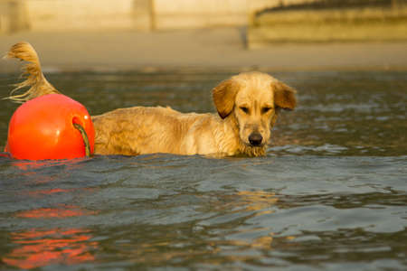 Southeast Aziya.Tailand. Chang Island.Local dog named Sharik.の写真素材