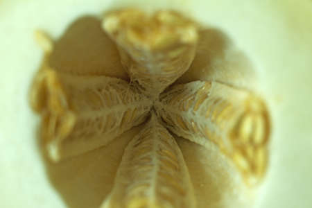 Melon