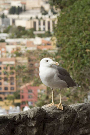 The Principality of Monacoの写真素材