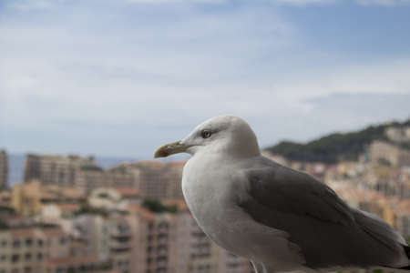 The Principality of Monacoの写真素材