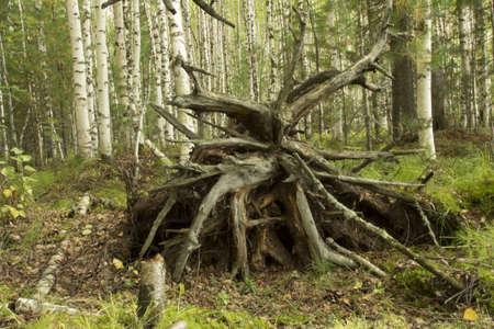 Broken tree roots  broken tree    