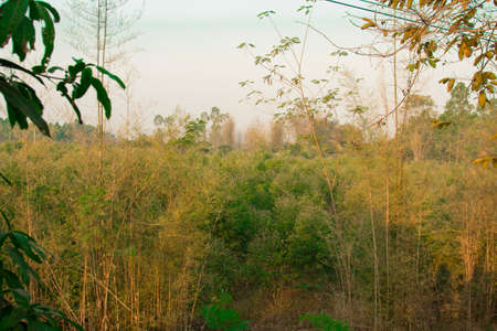 Cambodia. South-East Asia. The natural scenery. Flowers and Plants.の写真素材
