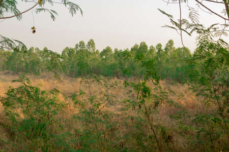 Cambodia. South-East Asia. The natural scenery. Flowers and Plants.の写真素材