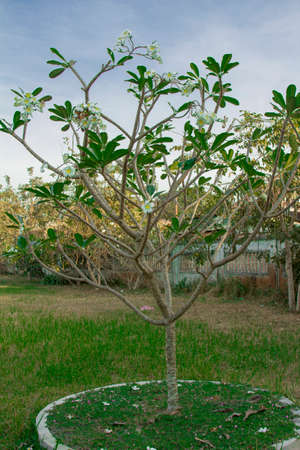 Cambodia. South-East Asia. The natural scenery. Flowers and Plants.